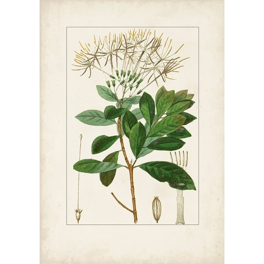 Antique Turpin Botanical II Poster Print - Turpin-VARPDX179527Z Image 1