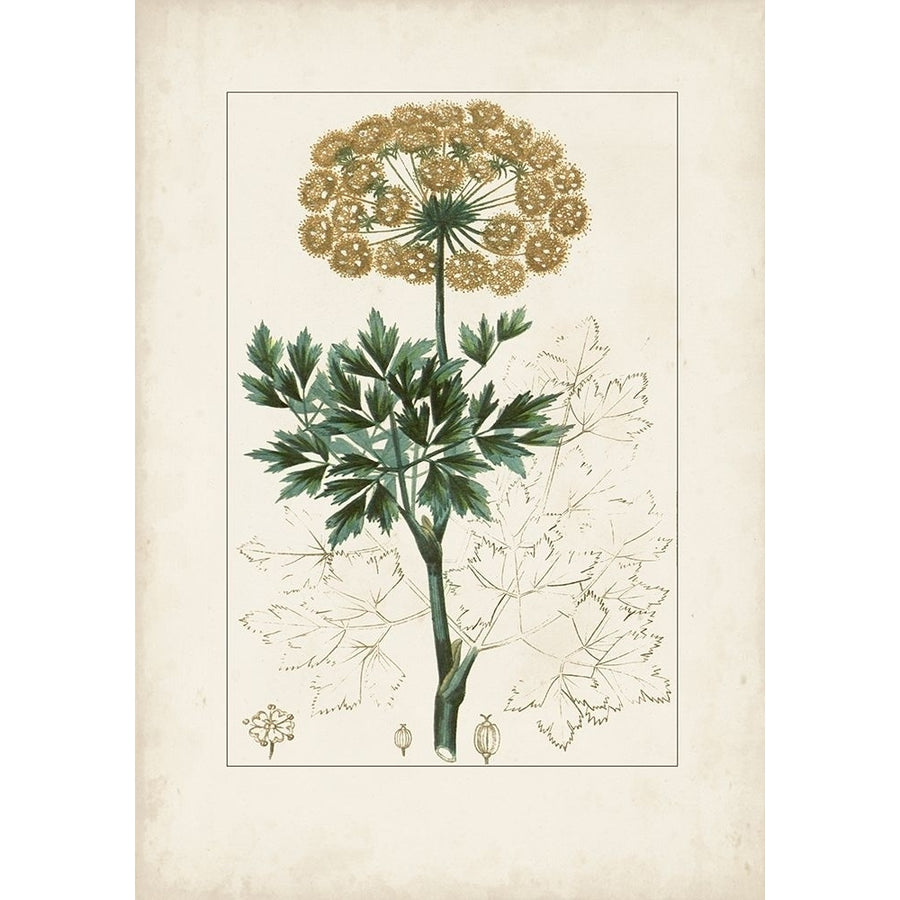 Antique Turpin Botanical VI Poster Print - Turpin-VARPDX179531Z Image 1