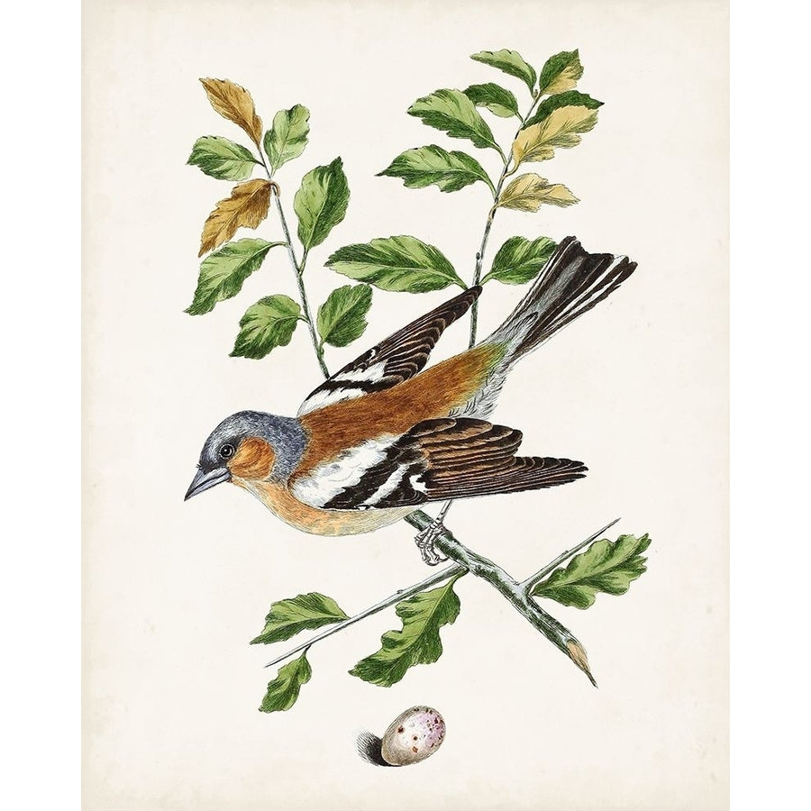 Antique Bird-Botanical and Egg II Poster Print - Unknown-VARPDX179523Z Image 1