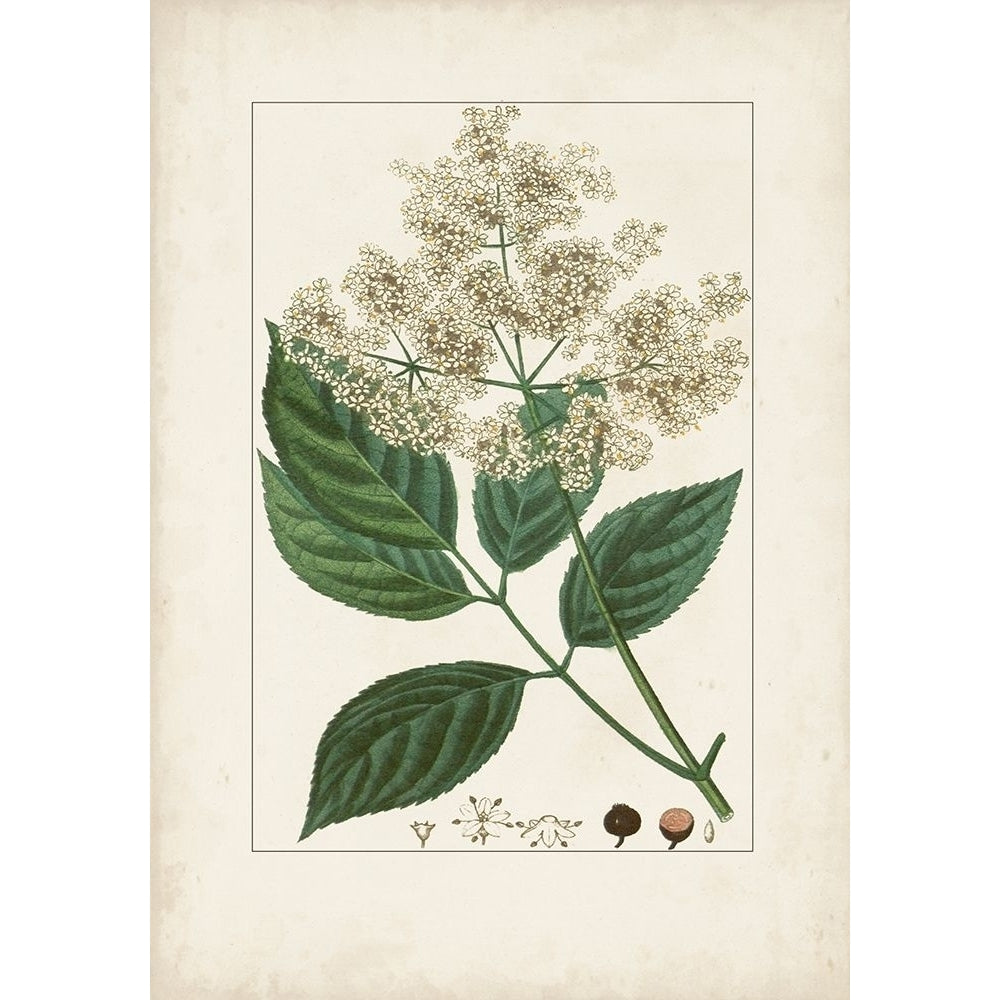 Antique Turpin Botanical V Poster Print - Turpin-VARPDX179530Z Image 1