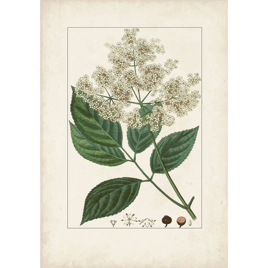 Antique Turpin Botanical V Poster Print - Turpin-VARPDX179530Z Image 1