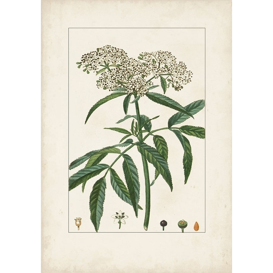 Antique Turpin Botanical VII Poster Print - Turpin-VARPDX179532Z Image 1