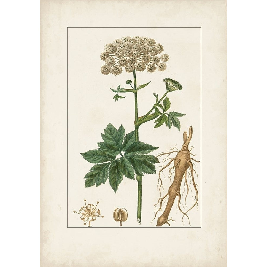 Antique Turpin Botanical I Poster Print - Turpin-VARPDX179526Z Image 1