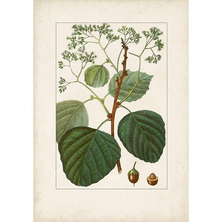 Antique Turpin Botanical IV Poster Print - Turpin-VARPDX179529Z Image 1