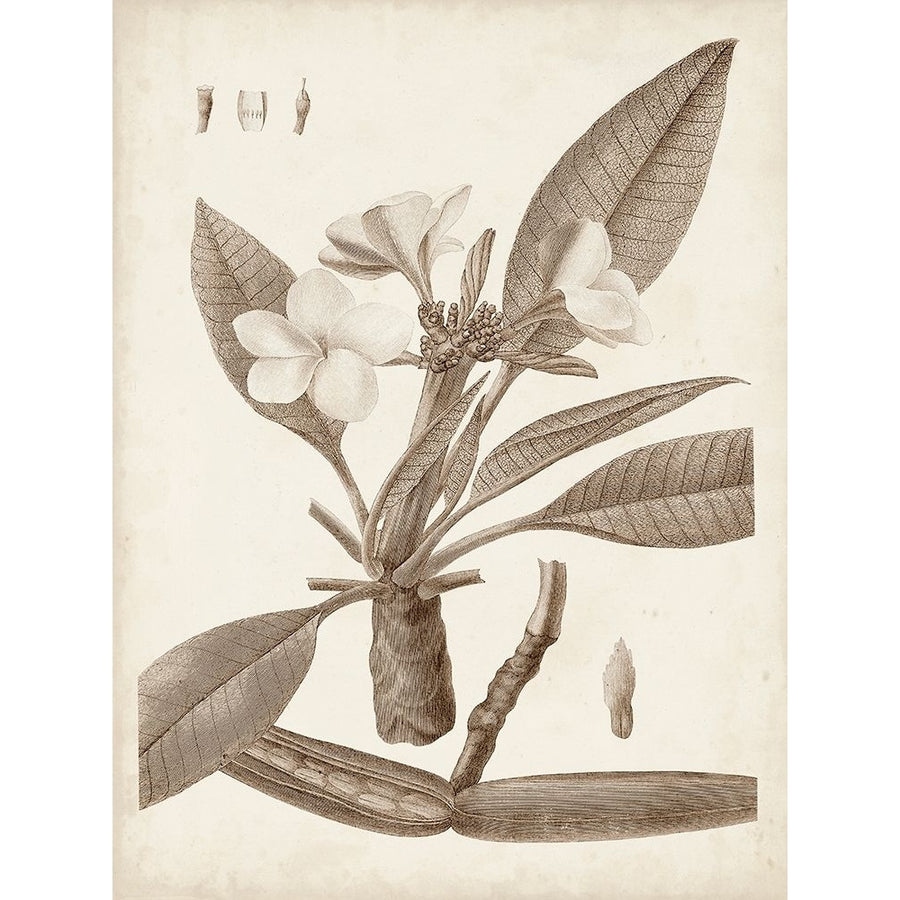 Antique Sepia Botanicals II Poster Print - Unknown-VARPDX179540Z Image 1