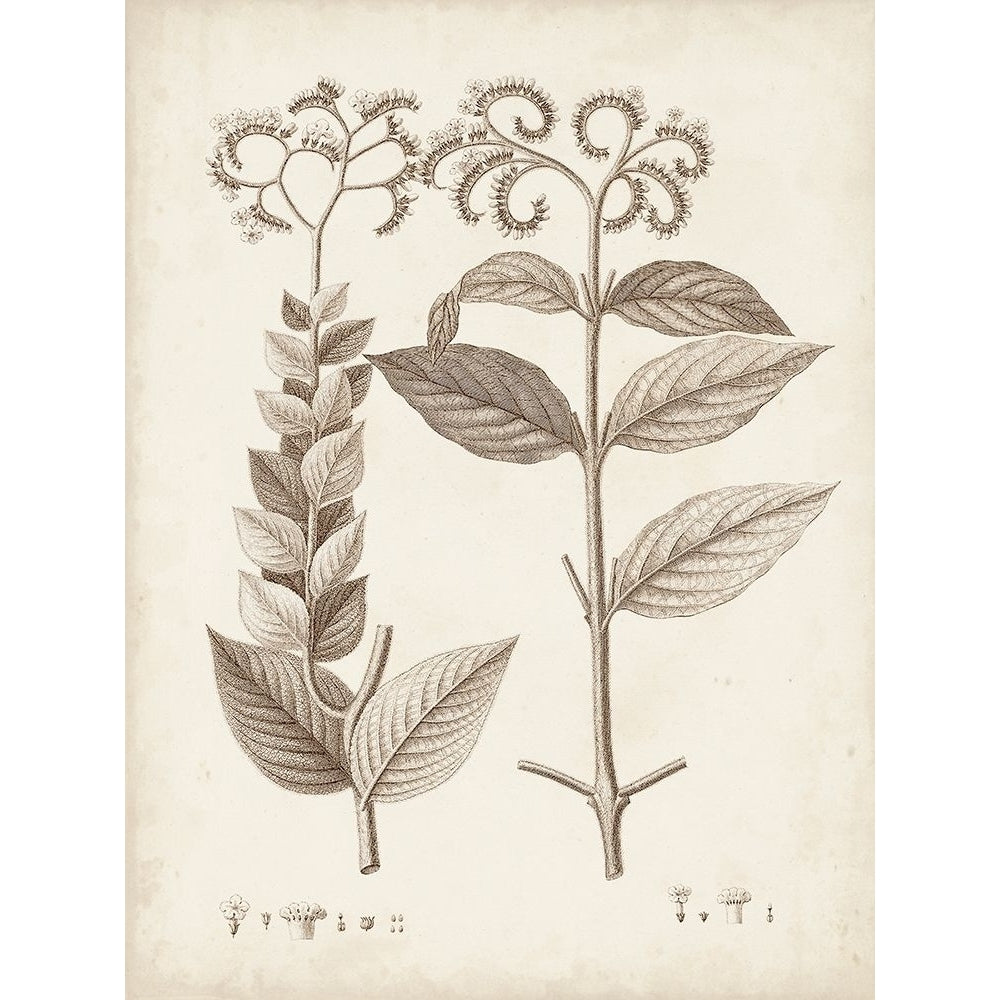 Antique Sepia Botanicals VI Poster Print - Unknown-VARPDX179544Z Image 1