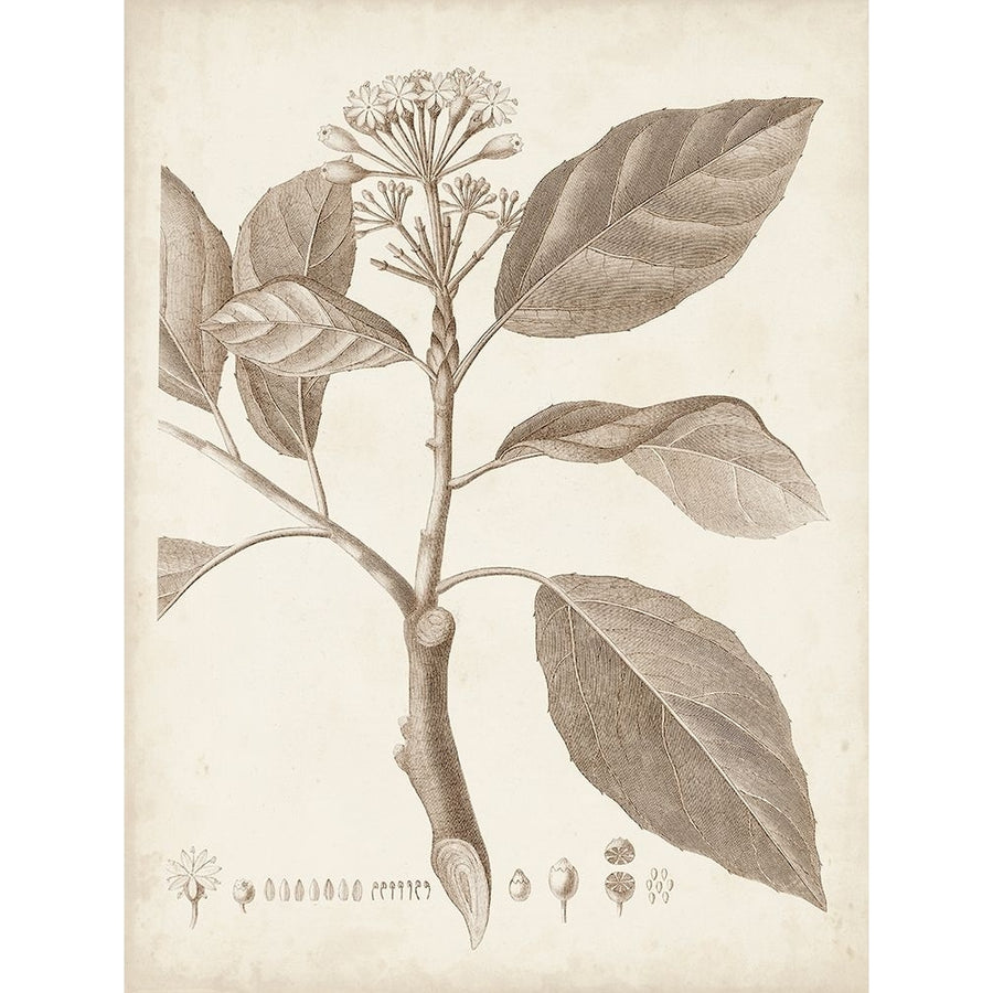 Antique Sepia Botanicals IX Poster Print - Unknown-VARPDX179547Z Image 1