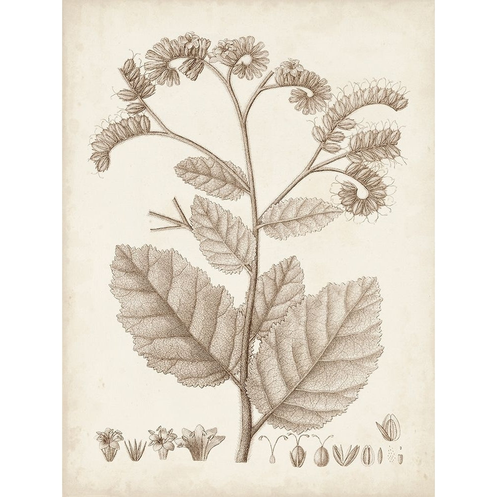 Antique Sepia Botanicals IV Poster Print - Unknown-VARPDX179542Z Image 1