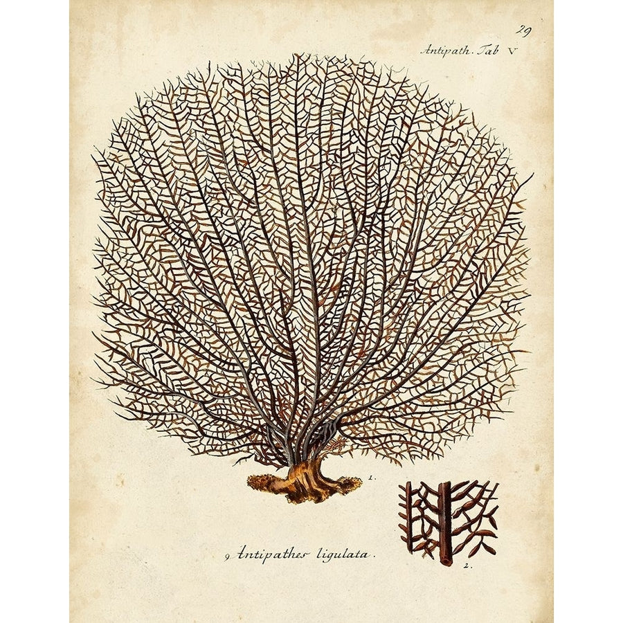 Esper Sea Fans I Poster Print - Johann Esper-VARPDX179548Z Image 1