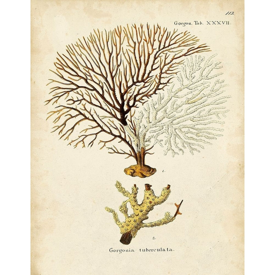 Esper Sea Fans V Poster Print - Johann Esper-VARPDX179552Z Image 1