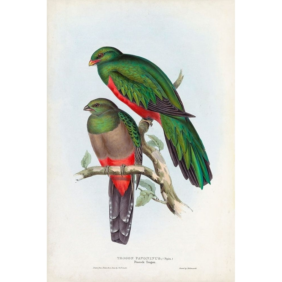 Gould Tropical Birds I Poster Print - John Gould-VARPDX179560Z Image 1