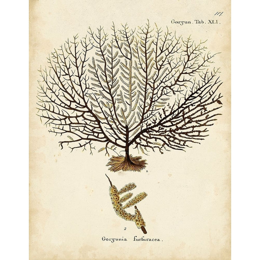 Esper Sea Fans VI Poster Print - Johann Esper-VARPDX179553Z Image 1