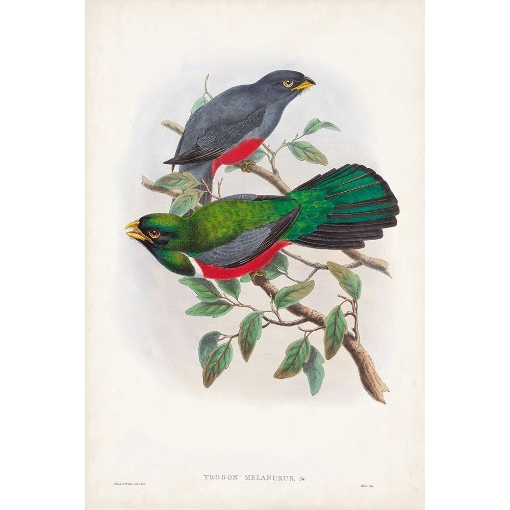 Gould Tropical Birds III Poster Print - John Gould-VARPDX179562Z Image 1