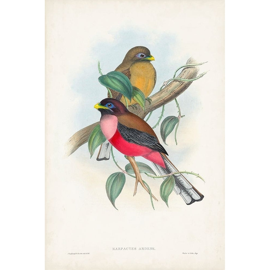 Gould Tropical Birds VIII Poster Print - John Gould-VARPDX179567Z Image 1