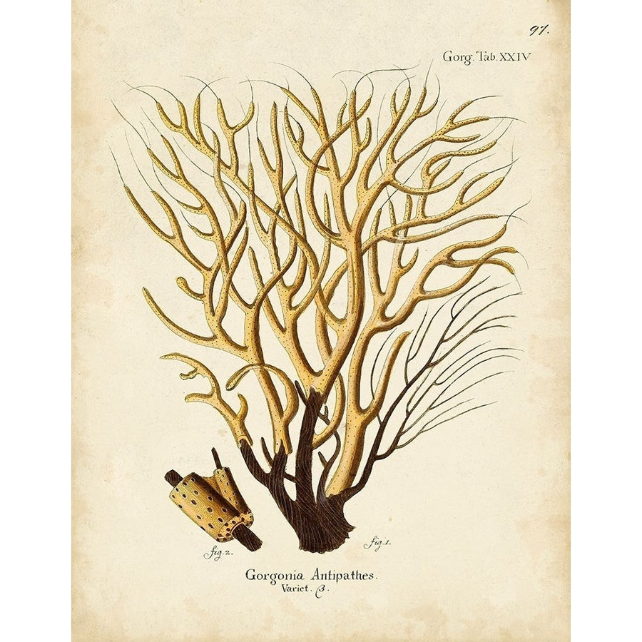 Esper Sea Fans IV Poster Print - Johann Esper-VARPDX179551Z Image 1