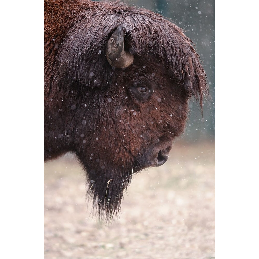 Bison In Winter Poster Print - Ozkan Ozmen --VARPDX1796620 Image 1