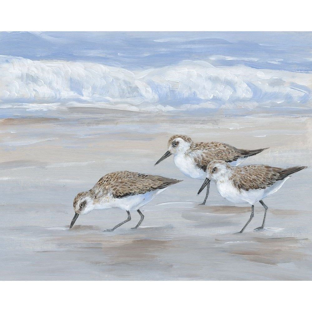 Sandpipers II Poster Print - Tim OToole-VARPDX179868FN Image 1