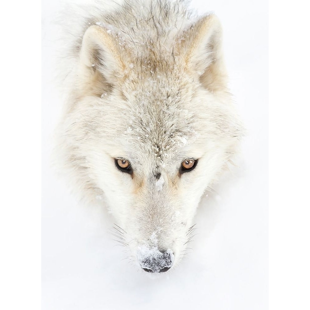 Arctic Wolf Closeup Poster Print - Jim Cumming-VARPDX1799664 Image 1