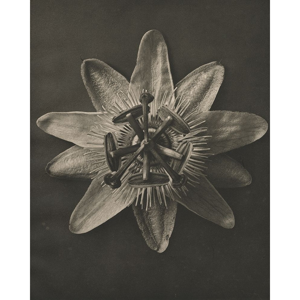 Blossfeldt Flower I Poster Print - Karl Blossfeldt-VARPDX180012Z Image 1