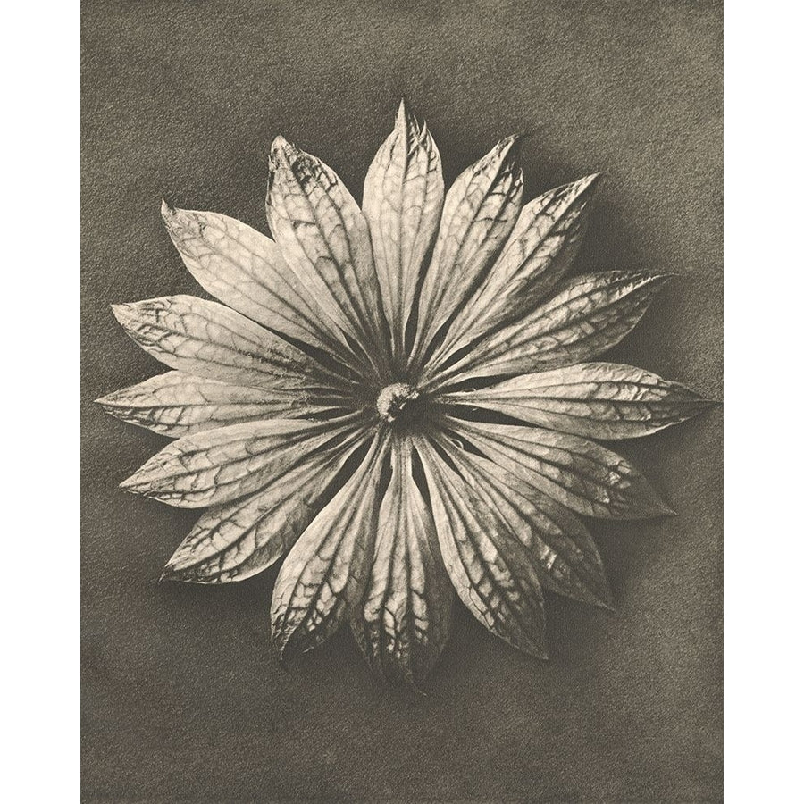 Blossfeldt Flower II Poster Print - Karl Blossfeldt-VARPDX180013Z Image 1