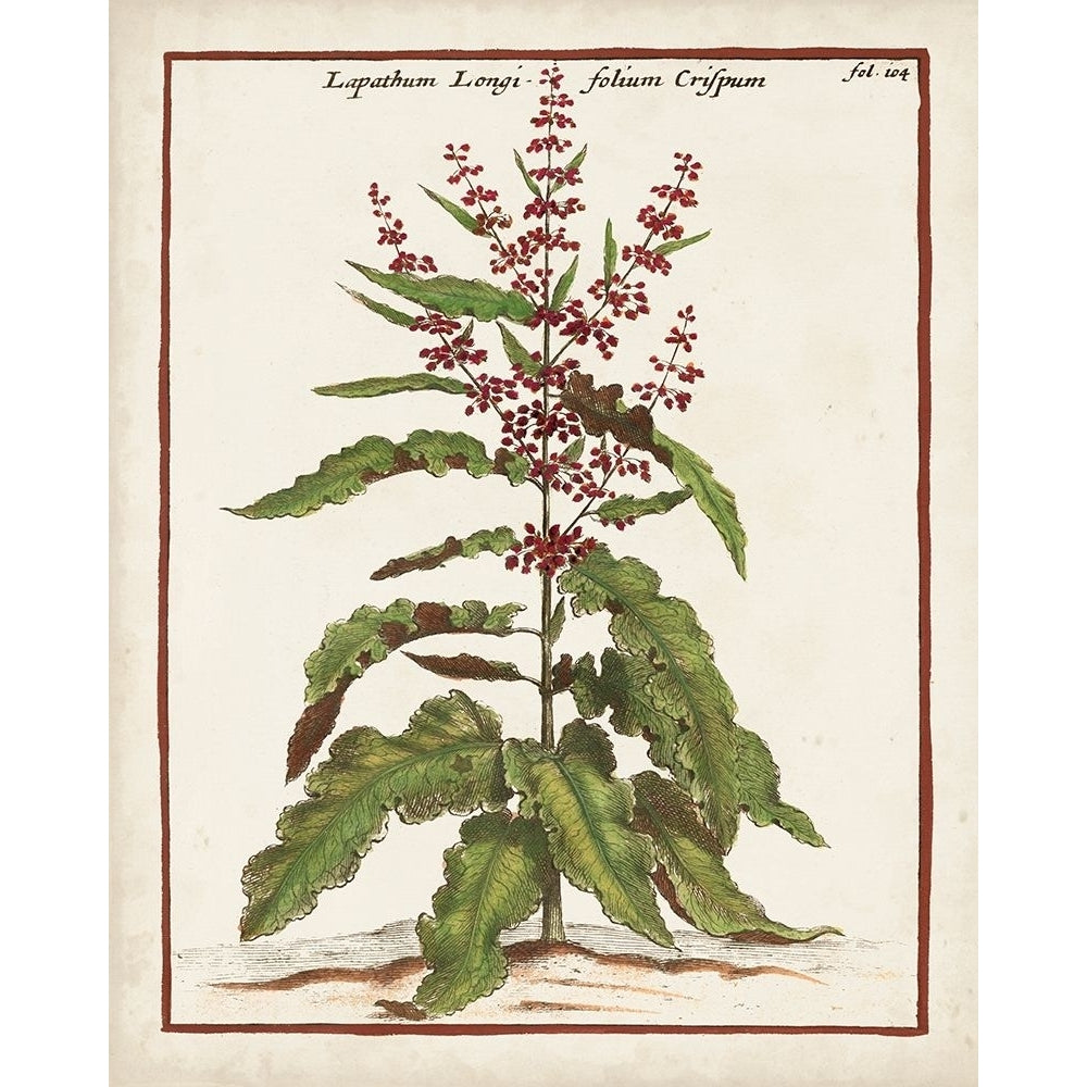 Munting Botanicals II Poster Print - Abraham Munting-VARPDX180039Z Image 1