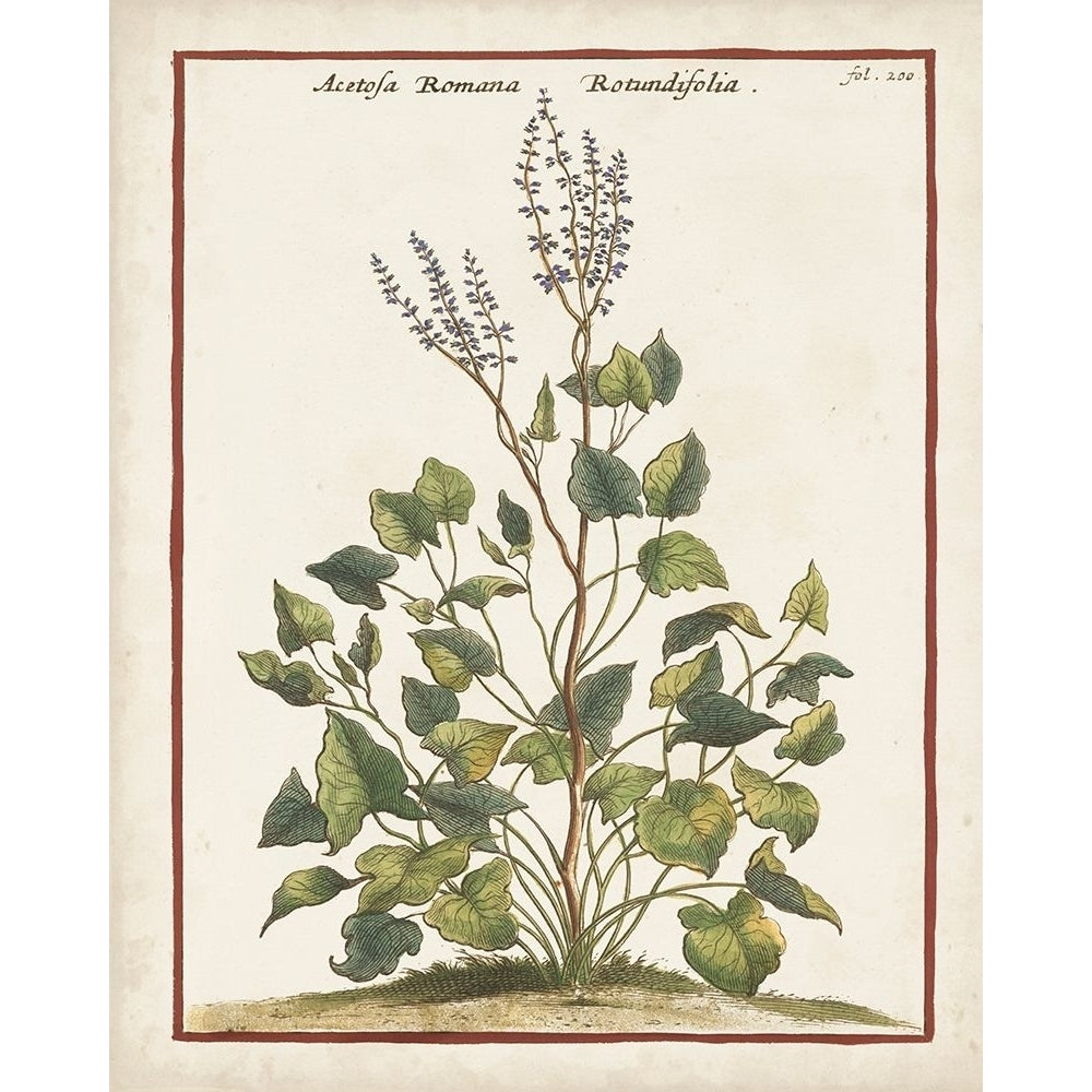 Munting Botanicals V Poster Print - Abraham Munting-VARPDX180042Z Image 1