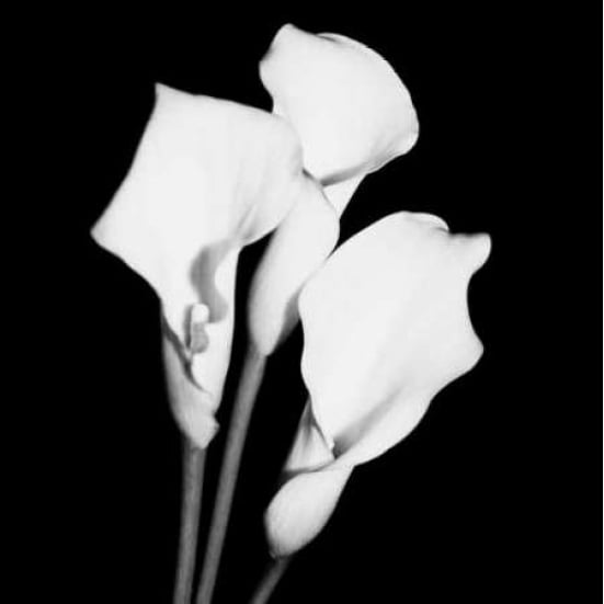 Calla Portrait II Poster Print by Jeff Maihara-VARPDX18059 Image 1