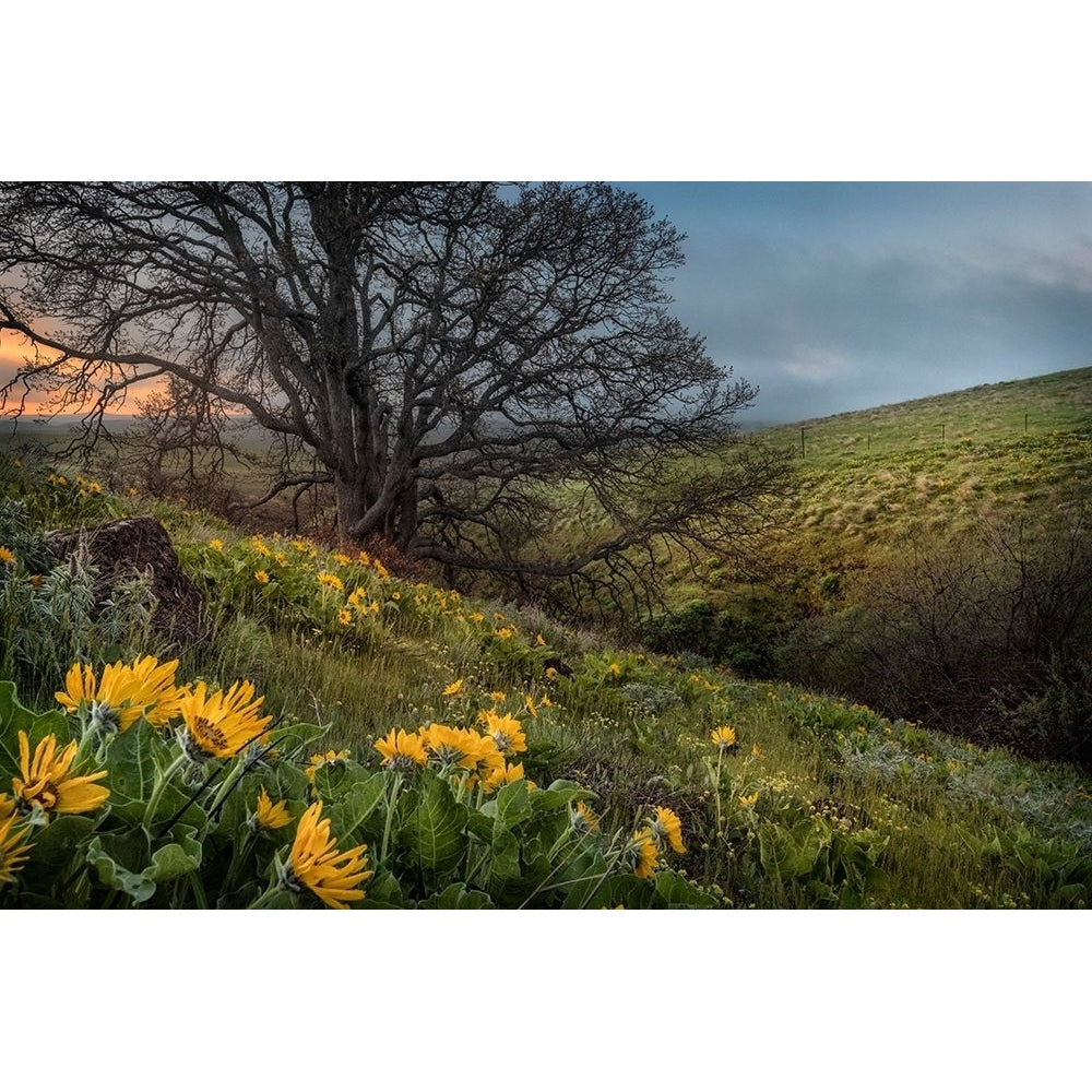 Hillside Oak Poster Print - Danny Head-VARPDX180808 Image 1