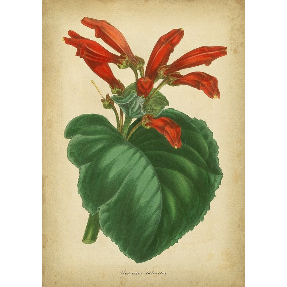 Vermillion Blooms I Poster Print - Paxton-VARPDX18102GG Image 1