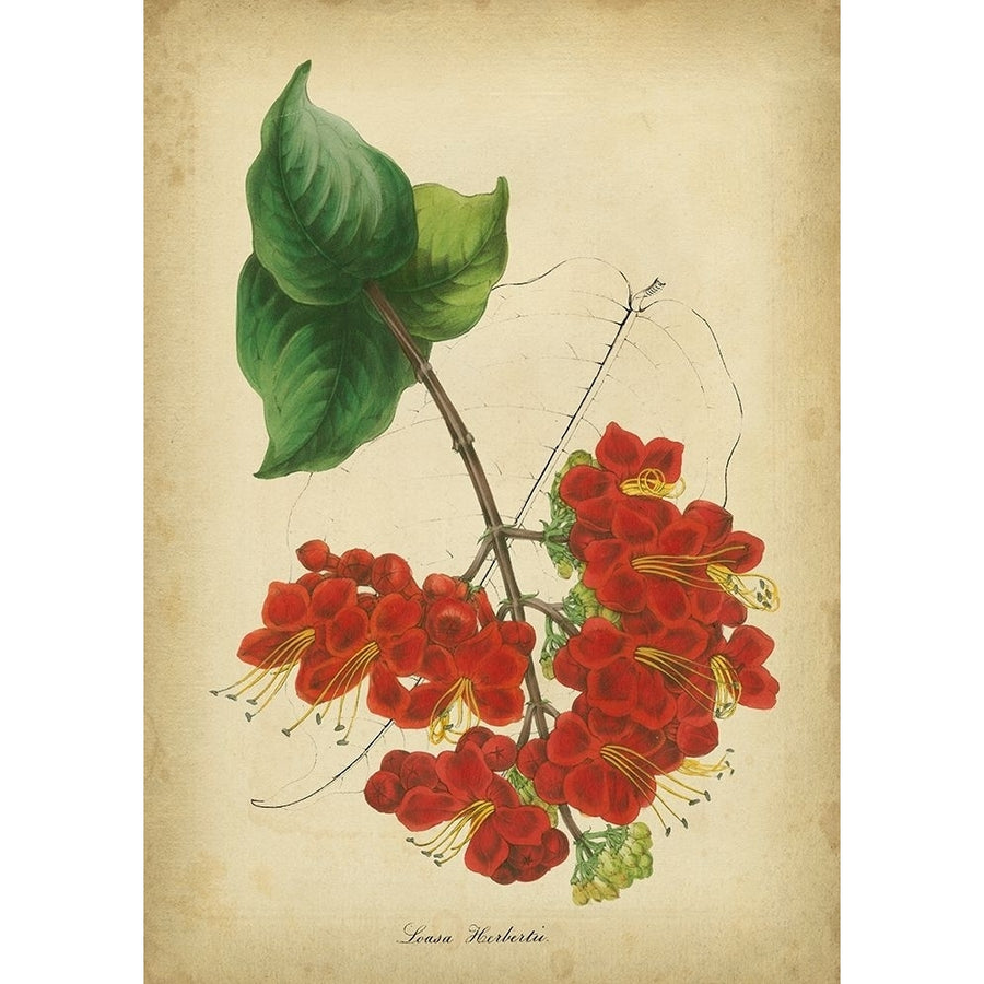 Vermillion Blooms II Poster Print - Paxton-VARPDX18103GG Image 1