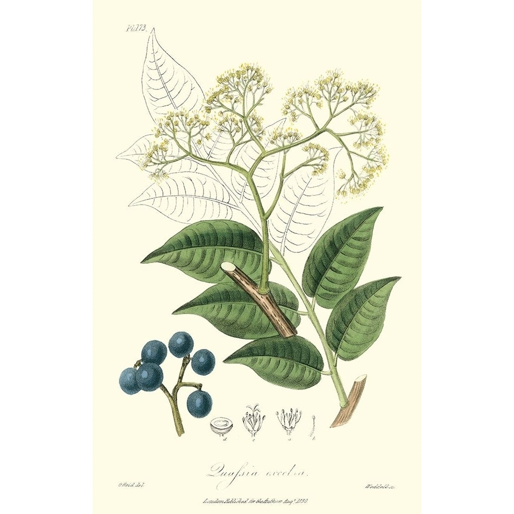 Woodland Foliage IV Poster Print - Weddell-VARPDX18109Z Image 1