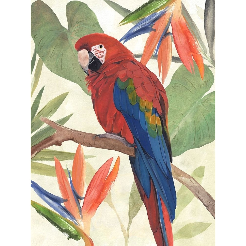 Tropical Parrot Composition II Poster Print - Annie Warren-VARPDX181538Z Image 1