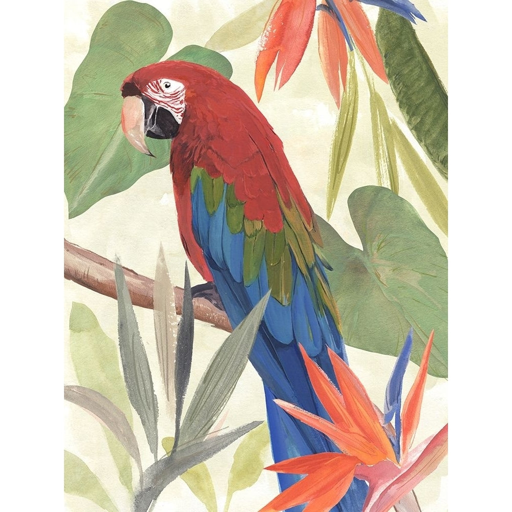 Tropical Parrot Composition III Poster Print - Annie Warren-VARPDX181539Z Image 1