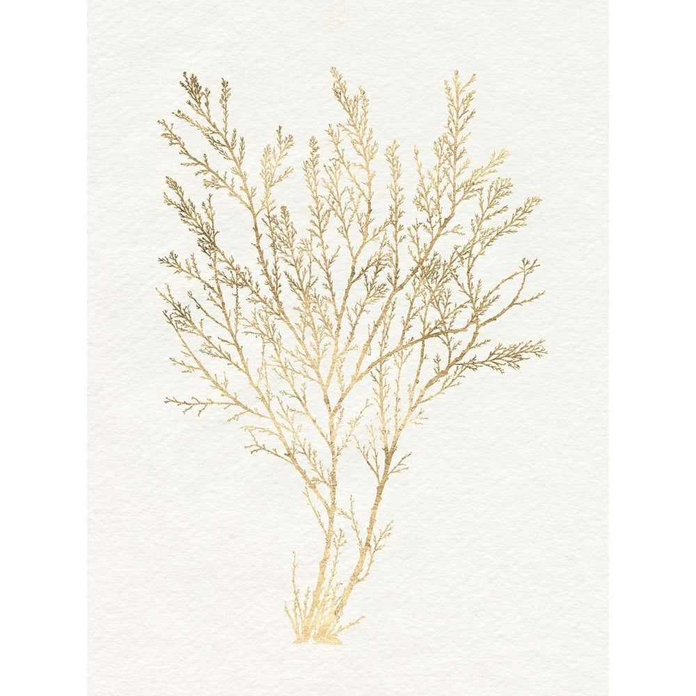 Gilded Algae I Poster Print - Jennifer Goldberger-VARPDX181757Z Image 1