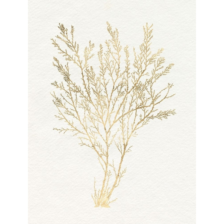 Gilded Algae I Poster Print - Jennifer Goldberger-VARPDX181757Z Image 1