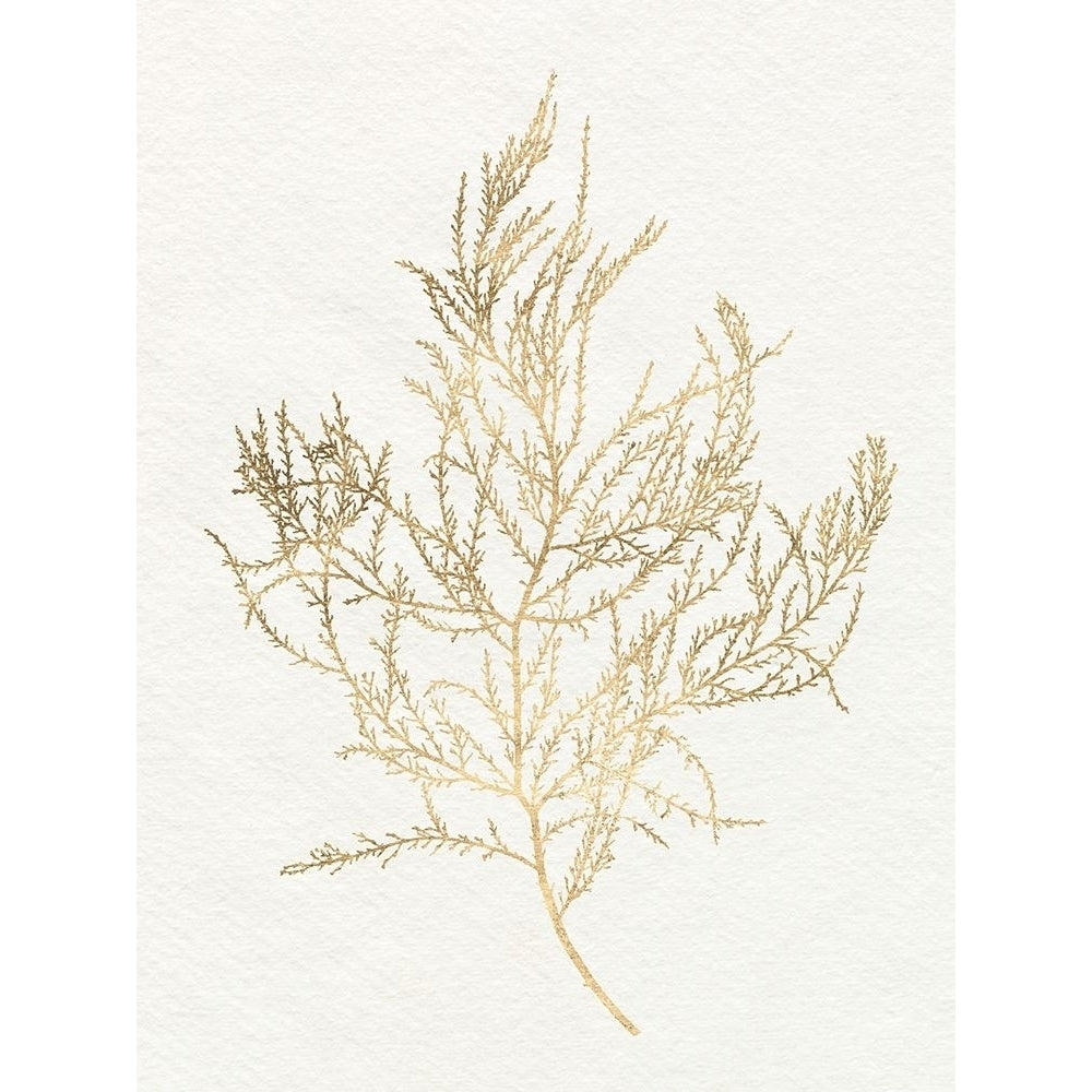 Gilded Algae III Poster Print - Jennifer Goldberger-VARPDX181759Z Image 1