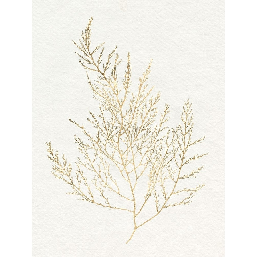 Gilded Algae II Poster Print - Jennifer Goldberger-VARPDX181758Z Image 1