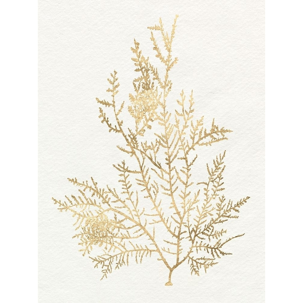 Gilded Algae VIII Poster Print - Jennifer Goldberger-VARPDX181764Z Image 1