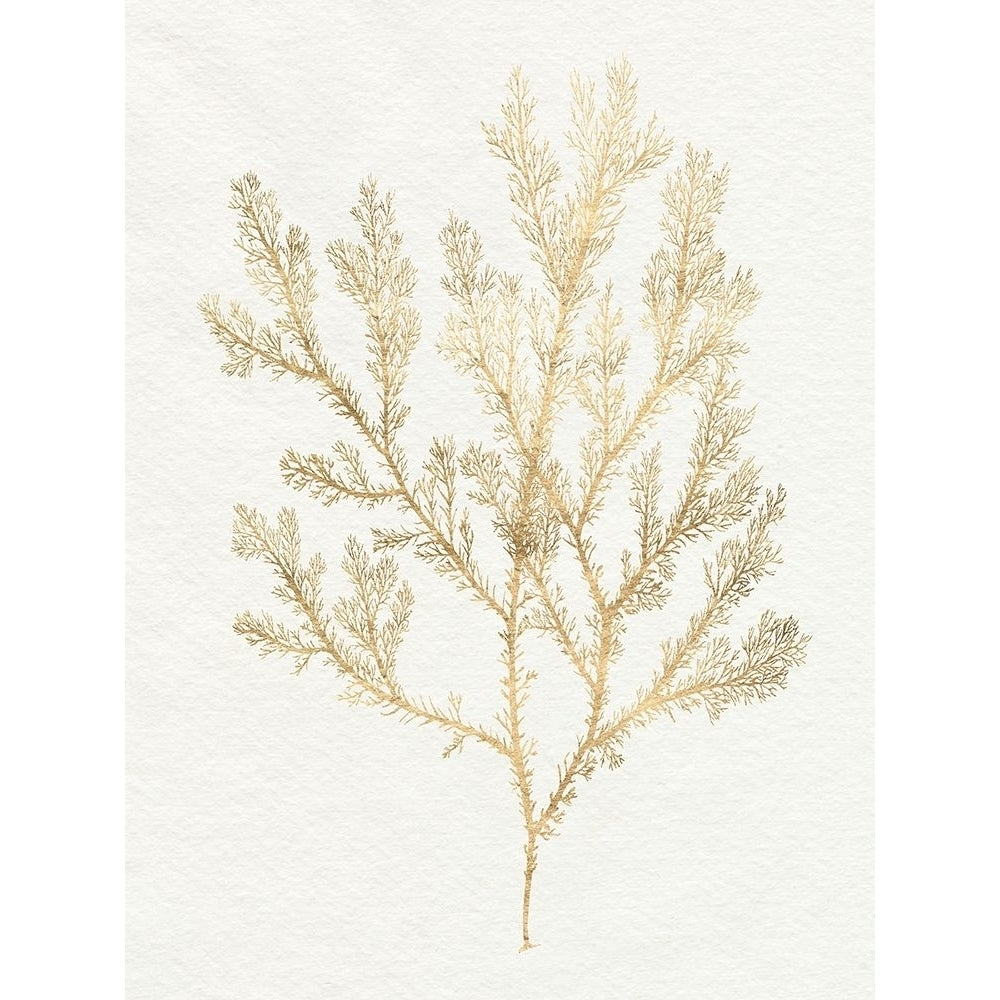 Gilded Algae VI Poster Print - Jennifer Goldberger-VARPDX181762Z Image 1