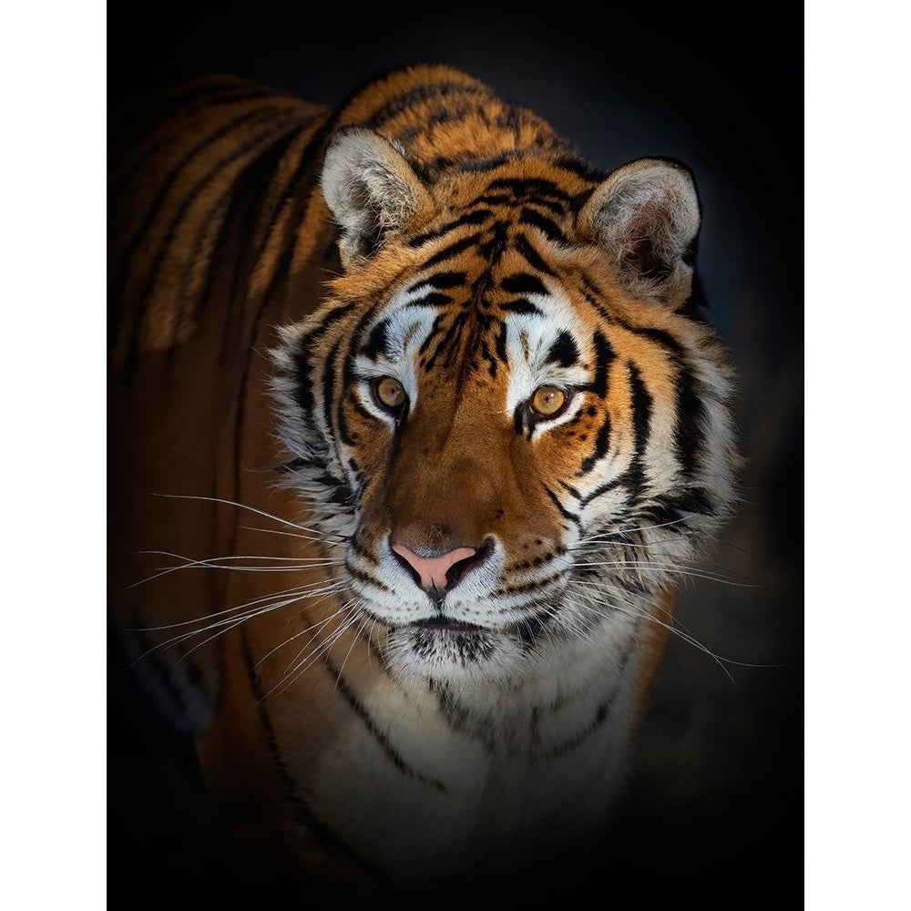 Portrait Of A Siberian Tiger Poster Print - Jim Cumming-VARPDX1817825 Image 1