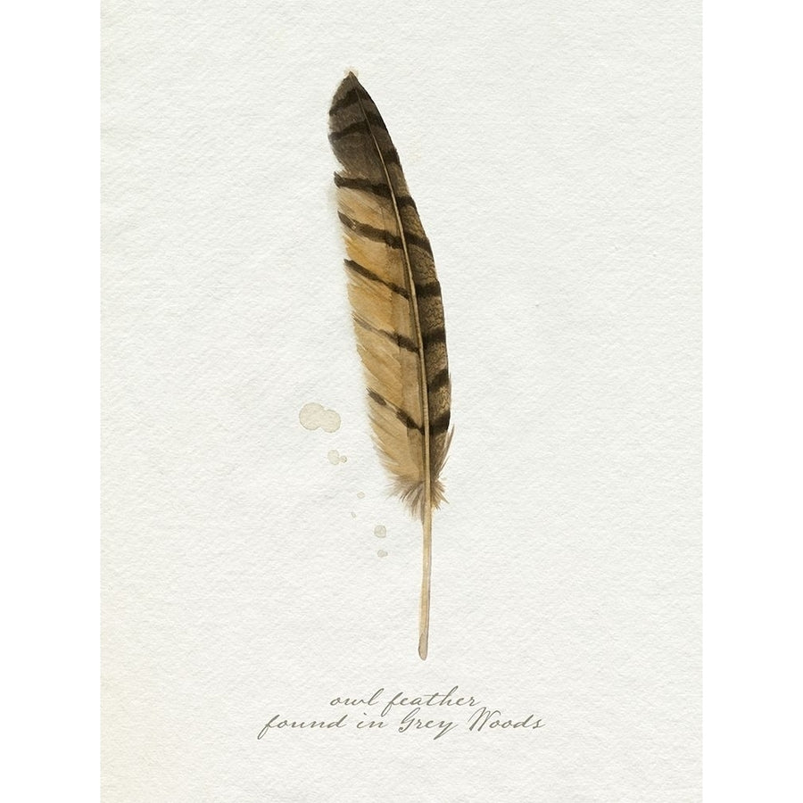 Found Feather III Poster Print - Grace Popp-VARPDX181879Z Image 1