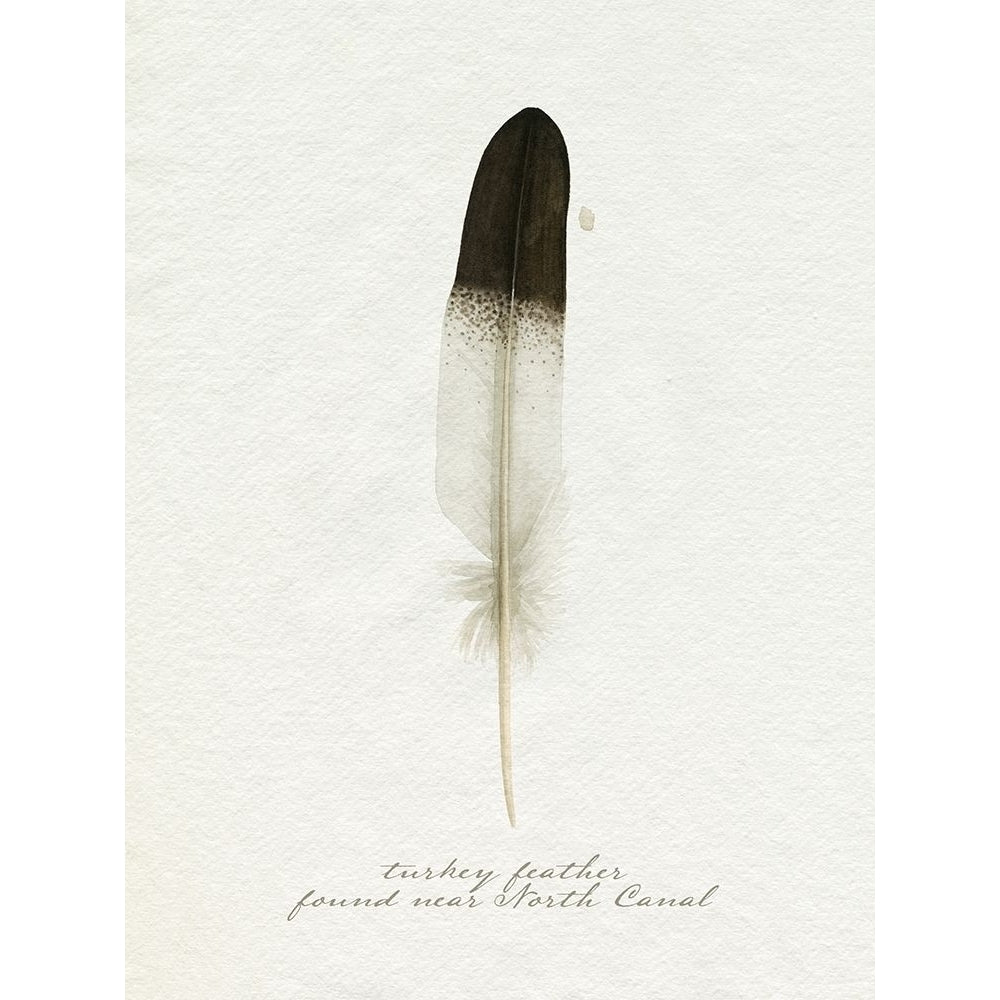 Found Feather IV Poster Print - Grace Popp-VARPDX181880Z Image 1