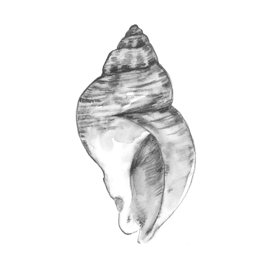 Quiet Conch I Poster Print - Emma Caroline-VARPDX182004Z Image 1