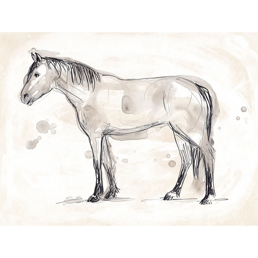 Vintage Equine Sketch I Poster Print - June Erica Vess-VARPDX182033Z Image 1