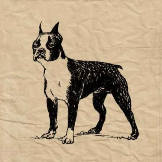 Boston Terrier Poster Print by Sabine Berg-VARPDX18207 Image 2