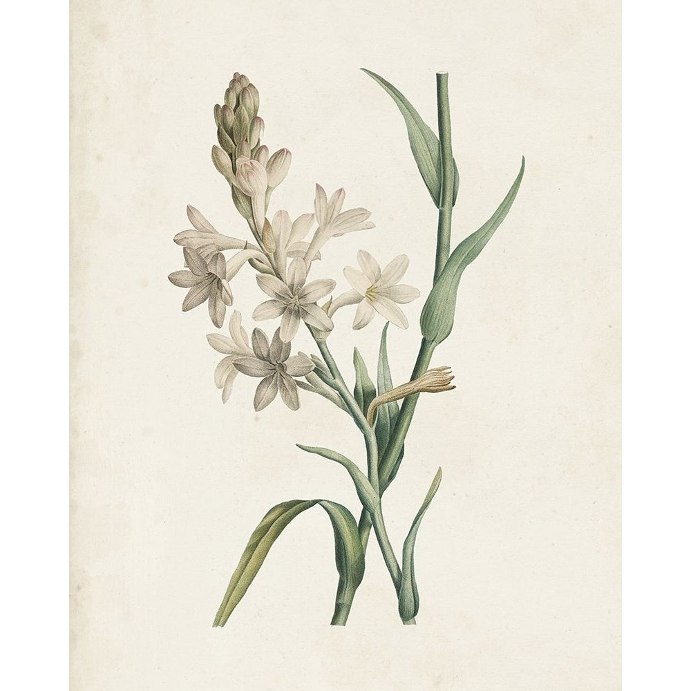 Classic Botanicals I Poster Print - Pierre Redoute-VARPDX182209Z Image 1