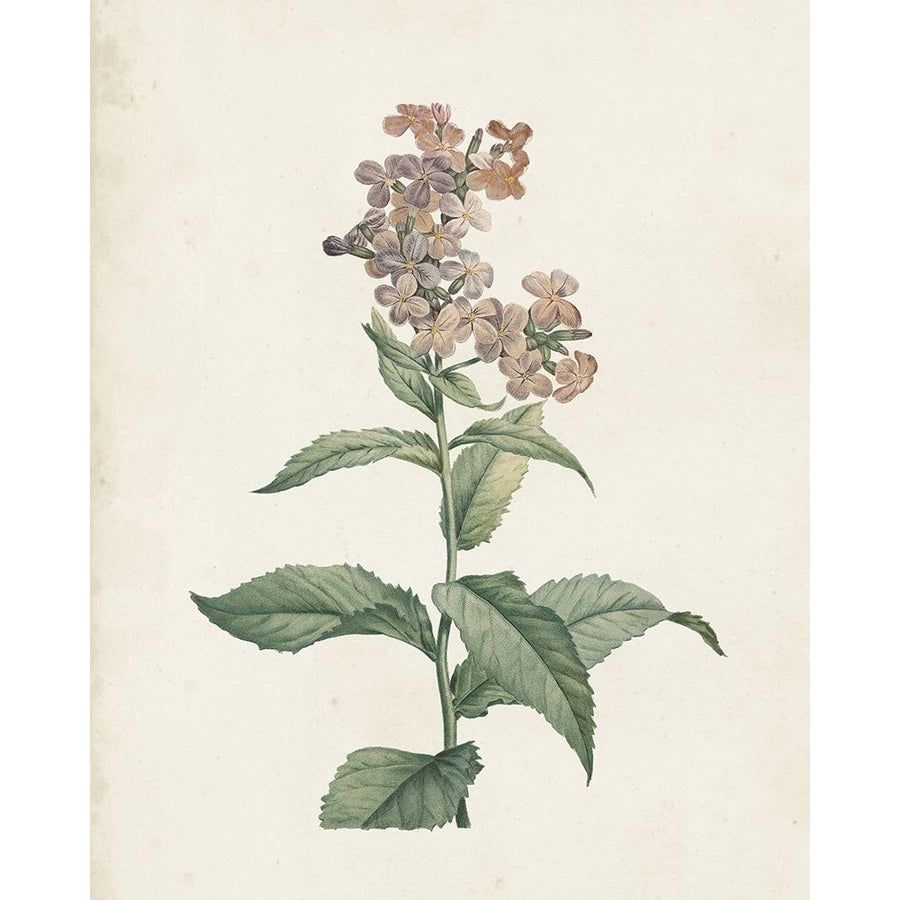 Classic Botanicals II Poster Print - Pierre Redoute-VARPDX182210Z Image 1