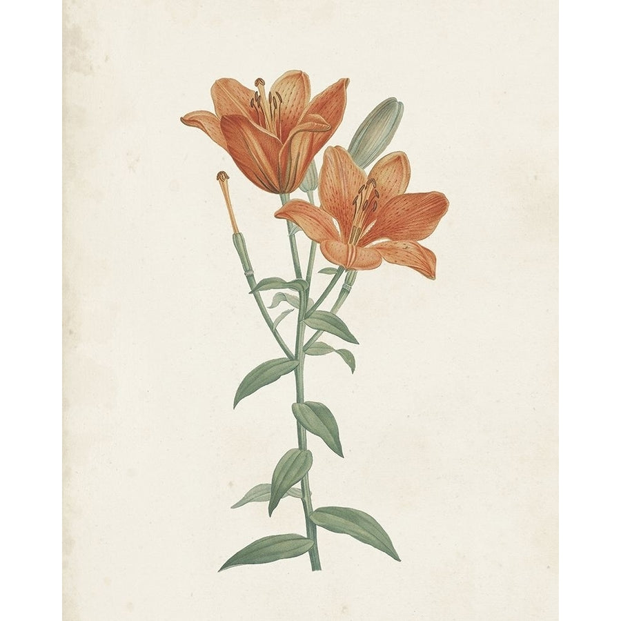 Classic Botanicals V Poster Print - Pierre Redoute-VARPDX182213Z Image 1