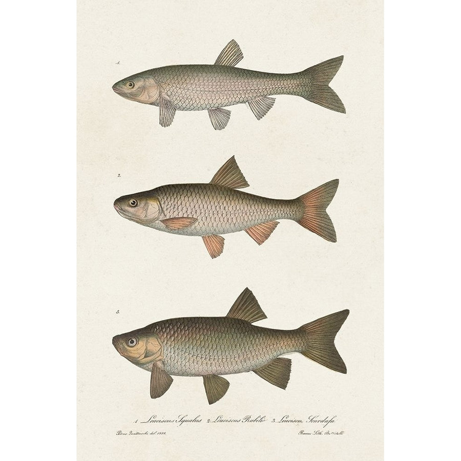 Species of Antique Fish IV Poster Print - Unknown-VARPDX182230Z Image 1