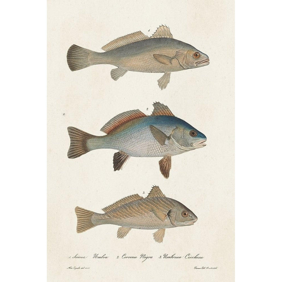 Species of Antique Fish III Poster Print - Unknown-VARPDX182229Z Image 1